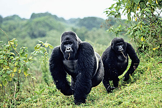 西部低地大猩猩,大猩猩,银,背影,女性,国家公园,刚果,非洲