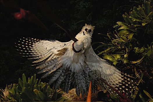 哈比鹰,角雕,老,野生,幼禽,向上,树,背影,鸟窝,亚马逊雨林,厄瓜多尔