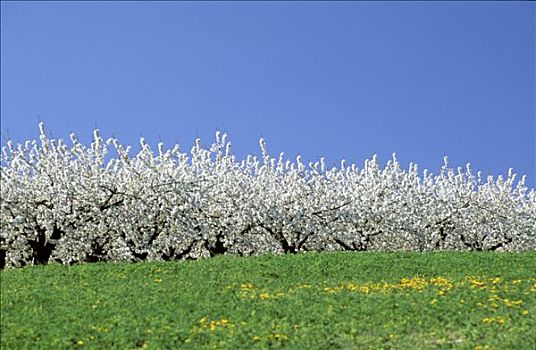 法国,勃艮第,果园,樱桃树,开花