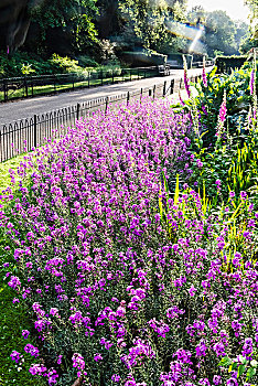 英格兰,伦敦,肯辛顿,肯辛顿花园,糖芥属,紫红色,花,开花