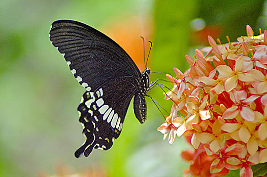 蝴蝶,花,孟加拉,九月,2006年