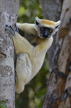 马达加斯加狐猴,肖像,濒临灭绝,东北方,马达加斯加