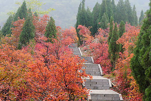 秋天红叶