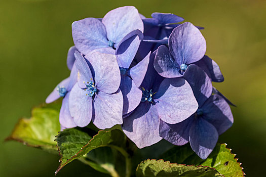 蓝色,八仙花属,盛开