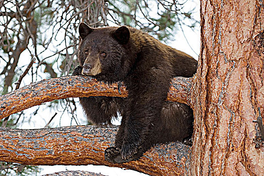 黑熊,母熊,树上,靠近,树桩,湖,不列颠哥伦比亚省,加拿大