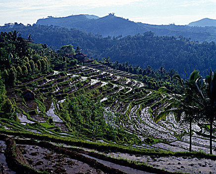 俯拍,阶梯状,稻田,巴厘岛,印度尼西亚