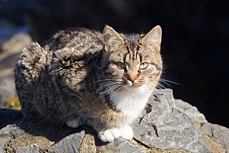 虎斑猫,区域,莱茵兰普法尔茨州,德国,欧洲