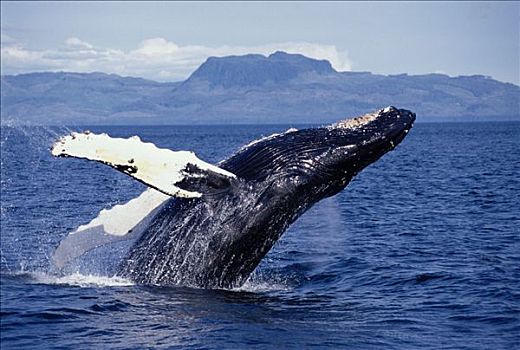 驼背鲸,鲸跃,弗雷德里克湾,东南部,夏天