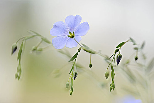 多年生植物,亚麻,蓝色,花,特写
