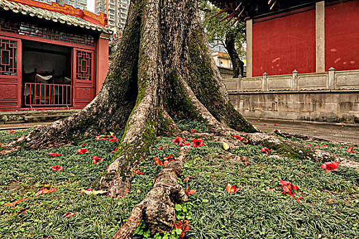 广州城市风光,农讲所