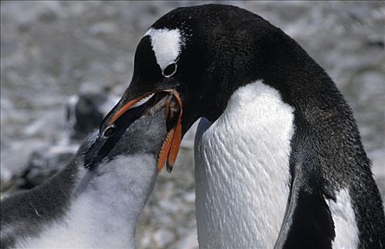 巴布亚企鹅,父母,食物,南极