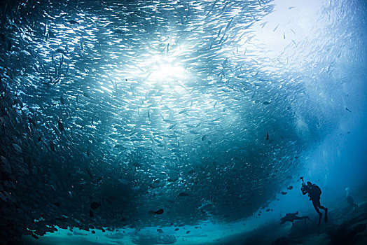 潜水,游动,鱼群,鱼,水下视角,卡波圣卢卡斯,下加利福尼亚州,墨西哥,北美