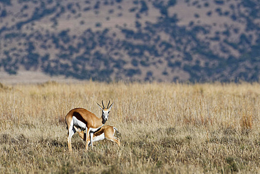 跳羚,幼兽,吮,草地,斑马山国家公园,东开普省,南非,非洲