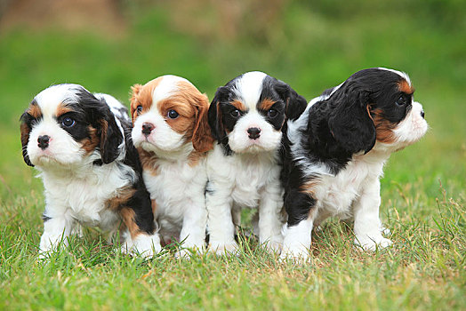 查尔斯王犬,四个,小狗,站立,草地,三种颜色,5星期大