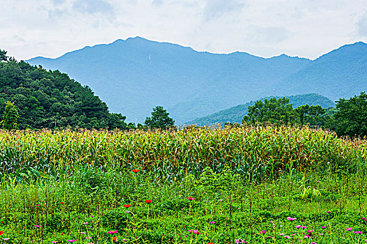 田园风光