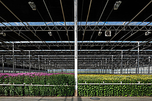 品种,菊花,现代,荷兰,温室