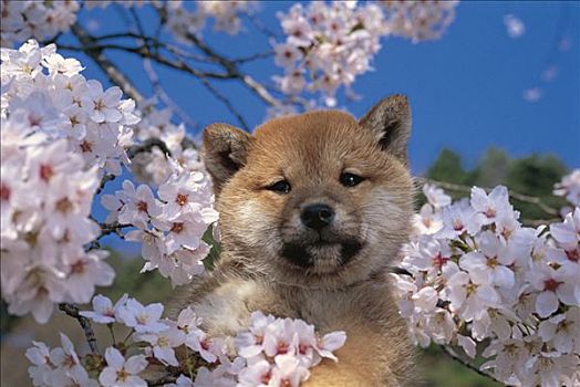 柴犬,狗,小动物,日本