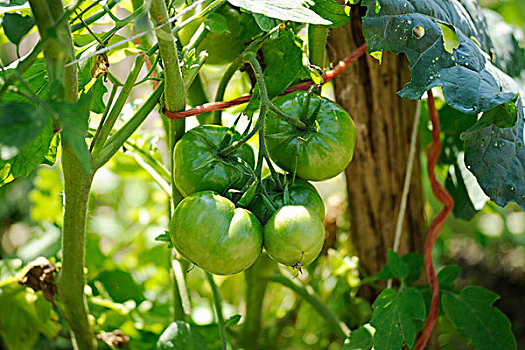 西红柿,菜园