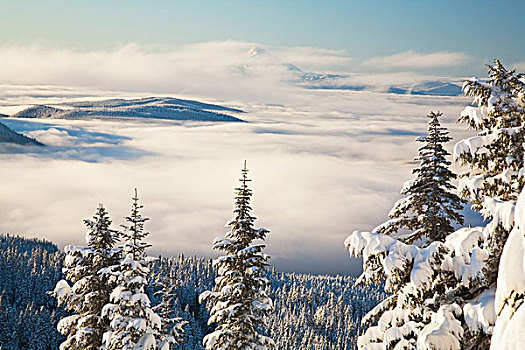 冬季风景,云,积雪,树,俄勒冈,美国