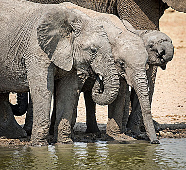 非洲,纳米比亚,埃托沙国家公园,大象,喝,水潭,画廊