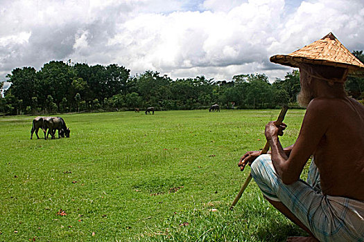 农民,放牧,水牛,地点,孟加拉,六月,2008年
