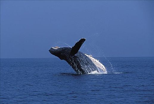 阿拉斯加,弗雷德里克湾,驼背鲸,大翅鲸属,鲸鱼,鲸跃