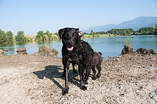 拉布拉多犬,玩,湖