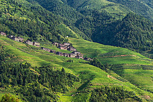 乡村,房子,稻米梯田,山,龙胜,广西,中国,大幅,尺寸