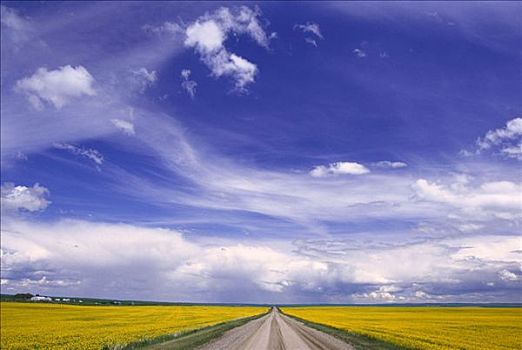 草原,道路,油菜地,艾伯塔省,加拿大