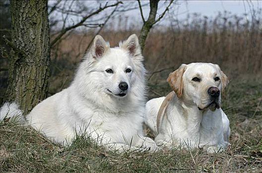 白色,母狗,黄色拉布拉多犬,狗,卧,并排