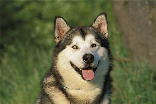 阿拉斯加雪橇犬,狗,肖像