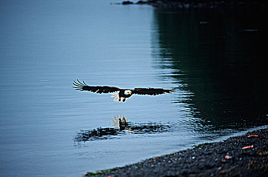 夏洛特女王岛,白头鹰,飞行,不列颠哥伦比亚省,加拿大
