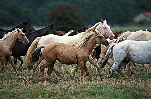 美洲,马,牧群,快跑,草地