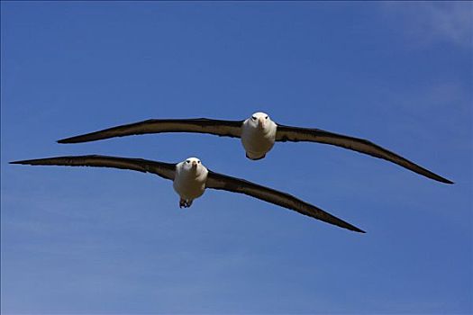 黑眉信天翁,一对,飞,福克兰群岛