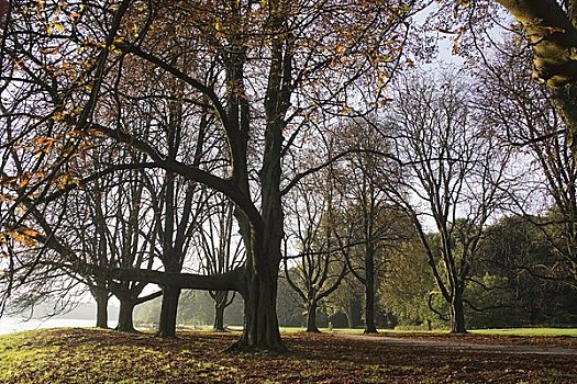 栗木树,水塘,科隆,北莱茵-威斯特伐利亚,德国