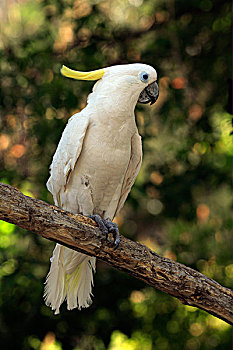 美冠鹦鹉,成年,雄性,栖息,枝条,澳大利亚