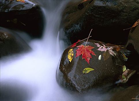小,河,层叠,石头,彩色,秋天,枫叶,大烟山国家公园,田纳西