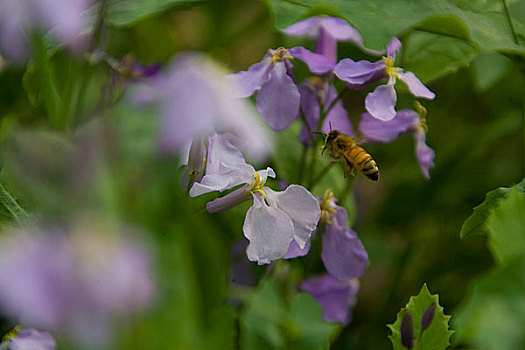 鲜花