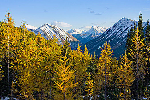 黄色,落叶松属植物,山,卡纳纳斯基斯县,艾伯塔省,加拿大