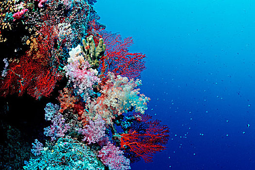 彩色,礁石,贝劳,密克罗尼西亚,太平洋