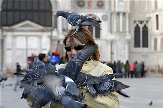 鸽子,鸠鸽科,圣马可广场,威尼斯,威尼托,意大利,欧洲