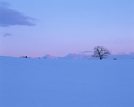 雪原,山脉,晚间,风景