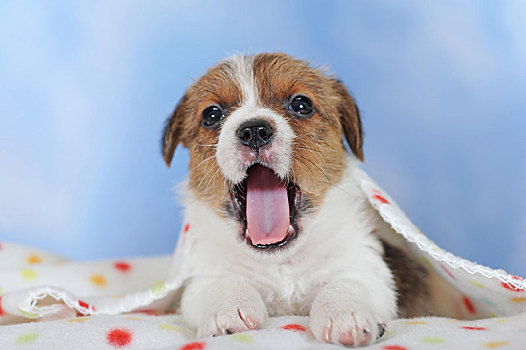 杰克罗素狗,褐色,白色,小狗,5星期大,卧,斑点,毯子,哈欠,奥地利,欧洲