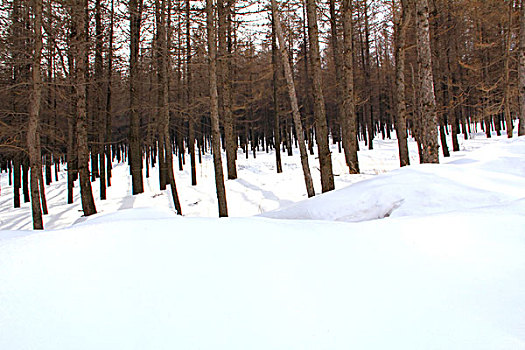 雪后的树林