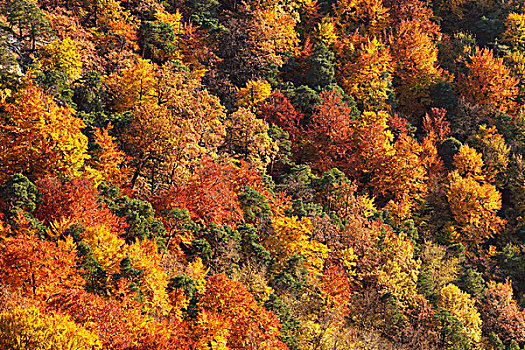 秋天,混交林,山谷,靠近,杜恩斯坦,瓦绍,区域,下奥地利州,欧洲