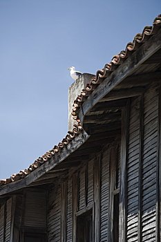 海鸥,屋顶,内塞巴尔,省,黑海,保加利亚