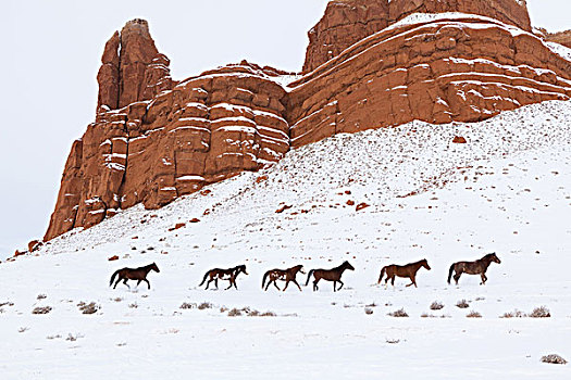 牧群,马,正面,冬天,石头,风景