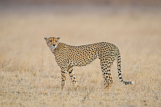 印度豹,猎豹,国家公园,地区,博茨瓦纳,非洲