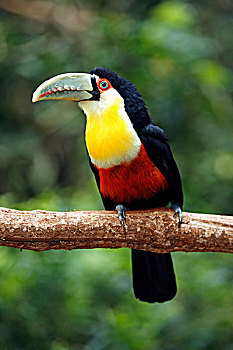 巨嘴鸟,成年,枝条,潘塔纳尔,巴西,南美