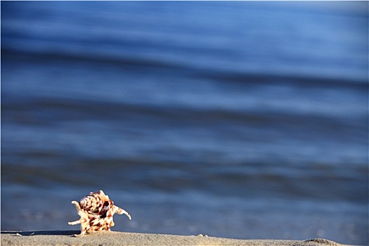 海螺壳,海滩,海洋,背景